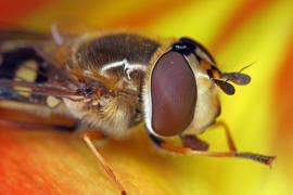 Eupeodes luniger / Mondfleck Feldschwebfliege (syn. Metasyrphus luniger) / Schwebfliegen - Syrphidae / Ordnung: Zweiflgler - Diptera / Fliegen - Brachycera