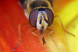 Eupeodes luniger / Mondfleck Feldschwebfliege (syn. Metasyrphus luniger) / Schwebfliegen - Syrphidae / Ordnung: Zweiflgler - Diptera / Fliegen - Brachycera