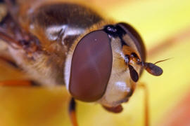 Eupeodes luniger / Mondfleck Feldschwebfliege (syn. Metasyrphus luniger) / Schwebfliegen - Syrphidae / Ordnung: Zweiflgler - Diptera / Fliegen - Brachycera