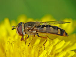 Eupeodes luniger / Mondfleck Feldschwebfliege (syn. Metasyrphus luniger) / Schwebfliegen - Syrphidae / Ordnung: Zweiflgler - Diptera / Fliegen - Brachycera