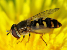 Eupeodes luniger / Mondfleck Feldschwebfliege (syn. Metasyrphus luniger) / Schwebfliegen - Syrphidae / Ordnung: Zweiflgler - Diptera / Fliegen - Brachycera