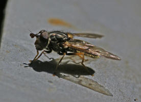 Ferdinandea cuprea / Gemeine Goldschwebfliege / Schwebfliegen - Syrphidae / Ordnung: Zweiflügler - Diptera / Fliegen - Brachycera