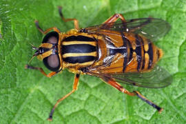 Helophilus pendulus / Gemeine Sumpfschwebfliege / Schwebfliegen - Syrphidae / Ordnung: Zweiflgler - Diptera / Fliegen - Brachycera