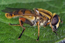 Helophilus pendulus / Gemeine Sumpfschwebfliege / Schwebfliegen - Syrphidae / Ordnung: Zweiflgler - Diptera / Fliegen - Brachycera