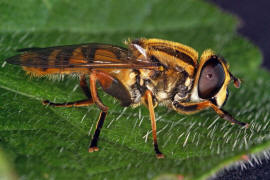 Helophilus pendulus / Gemeine Sumpfschwebfliege / Schwebfliegen - Syrphidae / Ordnung: Zweiflgler - Diptera / Fliegen - Brachycera