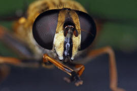 Helophilus pendulus / Gemeine Sumpfschwebfliege / Schwebfliegen - Syrphidae / Ordnung: Zweiflgler - Diptera / Fliegen - Brachycera