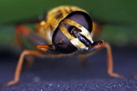 Helophilus pendulus / Gemeine Sumpfschwebfliege / Schwebfliegen - Syrphidae / Ordnung: Zweiflgler - Diptera / Fliegen - Brachycera