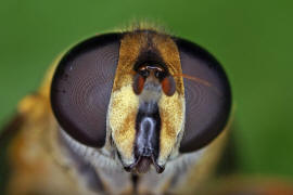 Helophilus pendulus / Gemeine Sumpfschwebfliege / Schwebfliegen - Syrphidae / Ordnung: Zweiflgler - Diptera / Fliegen - Brachycera