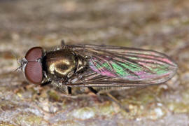 Melanogaster hirtella / Ohne deutschen Namen / Schwebfliegen - Syrphidae / Ordnung: Zweiflgler - Diptera / Fliegen - Brachycera