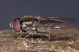 Melanogaster hirtella / Ohne deutschen Namen / Schwebfliegen - Syrphidae / Ordnung: Zweiflgler - Diptera / Fliegen - Brachycera