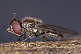 Melanogaster hirtella / Ohne deutschen Namen / Schwebfliegen - Syrphidae / Ordnung: Zweiflgler - Diptera / Fliegen - Brachycera