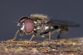 Melanogaster hirtella / Ohne deutschen Namen / Schwebfliegen - Syrphidae / Ordnung: Zweiflgler - Diptera / Fliegen - Brachycera