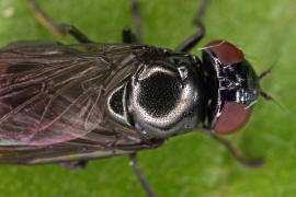 Melanogaster nuda (syn. Chrysogaster lucida) / Ohne deutschen Namen / Schwebfliegen - Syrphidae / Ordnung: Zweiflgler - Diptera / Fliegen - Brachycera