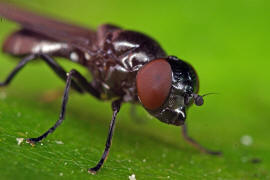 Melanogaster nuda (syn. Chrysogaster lucida) / Ohne deutschen Namen / Schwebfliegen - Syrphidae / Ordnung: Zweiflgler - Diptera / Fliegen - Brachycera