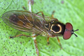 Melanostoma mellinum / Glnzende Schwarzkopf-Schwebfliege / Schwebfliegen - Syrphidae / Ordnung: Zweiflgler - Diptera / Fliegen - Brachycera