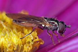 Melanostoma mellinum / Glnzende Schwarzkopf-Schwebfliege / Schwebfliegen - Syrphidae / Ordnung: Zweiflgler - Diptera / Fliegen - Brachycera