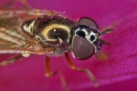 Melanostoma mellinum / Glnzende Schwarzkopf-Schwebfliege / Schwebfliegen - Syrphidae / Ordnung: Zweiflgler - Diptera / Fliegen - Brachycera