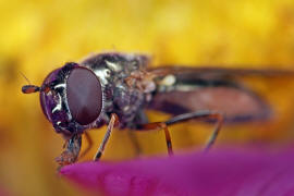 Melanostoma mellinum / Glnzende Schwarzkopf-Schwebfliege / Schwebfliegen - Syrphidae / Ordnung: Zweiflgler - Diptera / Fliegen - Brachycera