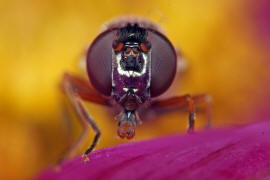 Melanostoma mellinum / Glnzende Schwarzkopf-Schwebfliege / Schwebfliegen - Syrphidae / Ordnung: Zweiflgler - Diptera / Fliegen - Brachycera