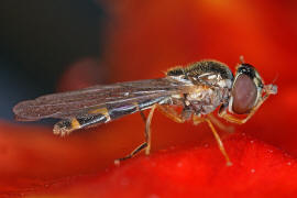 Melanostoma scalare / Matte Schwarzkopf-Schwebfliege (Weibchen) / Schwebfliegen - Syrphidae / Ordnung: Zweiflgler - Diptera / Fliegen - Brachycera