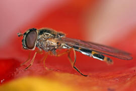 Melanostoma scalare / Matte Schwarzkopf-Schwebfliege (Weibchen) / Schwebfliegen - Syrphidae / Ordnung: Zweiflügler - Diptera / Fliegen - Brachycera