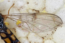 Melanostoma scalare / Matte Schwarzkopf-Schwebfliege (Weibchen) / Schwebfliegen - Syrphidae / Ordnung: Zweiflgler - Diptera / Fliegen - Brachycera