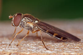 Melanostoma scalare / Matte Schwarzkopf-Schwebfliege (Weibchen) / Schwebfliegen - Syrphidae / Ordnung: Zweiflgler - Diptera / Fliegen - Brachycera