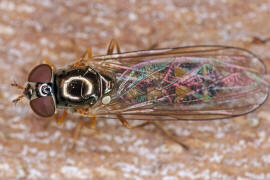 Melanostoma scalare / Matte Schwarzkopf-Schwebfliege (Weibchen) / Schwebfliegen - Syrphidae / Ordnung: Zweiflgler - Diptera / Fliegen - Brachycera