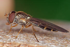 Melanostoma scalare / Matte Schwarzkopf-Schwebfliege (Weibchen) / Schwebfliegen - Syrphidae / Ordnung: Zweiflgler - Diptera / Fliegen - Brachycera