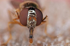 Melanostoma scalare / Matte Schwarzkopf-Schwebfliege (Weibchen) / Schwebfliegen - Syrphidae / Ordnung: Zweiflgler - Diptera / Fliegen - Brachycera