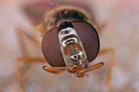 Melanostoma scalare / Matte Schwarzkopf-Schwebfliege (Weibchen) / Schwebfliegen - Syrphidae / Ordnung: Zweiflgler - Diptera / Fliegen - Brachycera