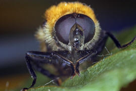 Merodon equestris var. flavicans / Narzissenschwebfliege / Schwebfliegen - Syrphidae