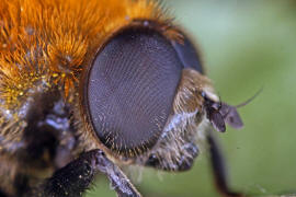 Merodon equestris var. flavicans / Narzissenschwebfliege / Schwebfliegen - Syrphidae