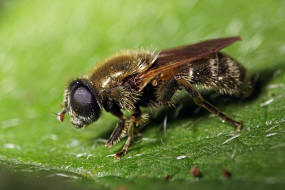 Merodon rufus / Kleine Narzissen-Schwebfliege / Schwebfliegen - Syrphidae