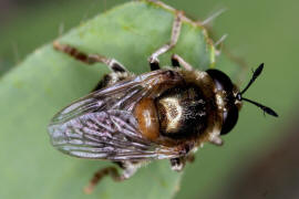 Microdon mutabilis / "Ameisen-Schwebfliege" / Schwebfliegen - Syrphidae / Ordnung: Zweiflgler - Diptera / Fliegen - Brachycera