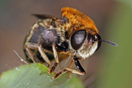 Microdon mutabilis / "Ameisen-Schwebfliege" / Schwebfliegen - Syrphidae / Ordnung: Zweiflgler - Diptera / Fliegen - Brachycera