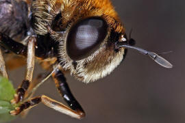 Microdon mutabilis / "Ameisen-Schwebfliege" / Schwebfliegen - Syrphidae / Ordnung: Zweiflgler - Diptera / Fliegen - Brachycera