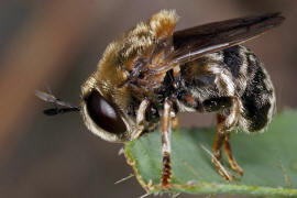 Microdon mutabilis / "Ameisen-Schwebfliege" / Schwebfliegen - Syrphidae / Ordnung: Zweiflgler - Diptera / Fliegen - Brachycera