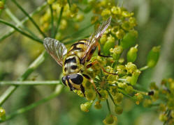 Myathropa florea / Totenkopfschwebfliege / Familie: Schwebfliegen - Syrphidae / Ordnung: Zweiflgler - Diptera