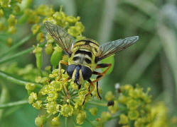 Myathropa florea / Totenkopfschwebfliege / Familie: Schwebfliegen - Syrphidae / Ordnung: Zweiflgler - Diptera