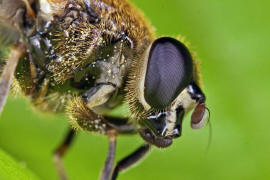 Myolepta vara / ohne deutschen Namen / Schwebfliegen - Syrphidae / Ordnung: Zweiflgler - Diptera / Fliegen - Brachycera