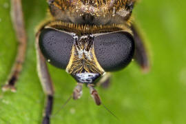 Myolepta vara / ohne deutschen Namen / Schwebfliegen - Syrphidae / Ordnung: Zweiflgler - Diptera / Fliegen - Brachycera