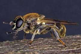 Myolepta vara / ohne deutschen Namen / Schwebfliegen - Syrphidae / Ordnung: Zweiflgler - Diptera / Fliegen - Brachycera