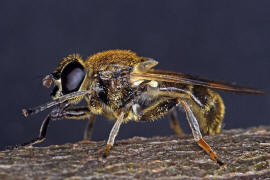 Myolepta vara / ohne deutschen Namen / Schwebfliegen - Syrphidae / Ordnung: Zweiflgler - Diptera / Fliegen - Brachycera