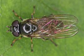 Heringia (Neocnemodon) vitripennis / Ohne deutschen Namen / Schwebfliegen - Syrphidae / Ordnung: Zweiflgler - Diptera / Fliegen - Brachycera