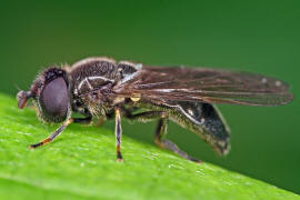 Heringia (Neocnemodon) vitripennis / Ohne deutschen Namen / Schwebfliegen - Syrphidae / Ordnung: Zweiflgler - Diptera / Fliegen - Brachycera