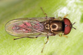 Platycheirus albimanus / Graue Breitfuschwebfliege / Schwebfliegen - Syrphidae / Ordnung: Zweiflgler - Diptera / Fliegen - Brachycera