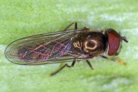 Platycheirus albimanus / Graue Breitfuschwebfliege / Schwebfliegen - Syrphidae / Ordnung: Zweiflgler - Diptera / Fliegen - Brachycera