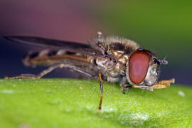 Platycheirus albimanus / Graue Breitfußschwebfliege / Schwebfliegen - Syrphidae / Ordnung: Zweiflügler - Diptera / Fliegen - Brachycera