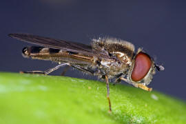 Platycheirus albimanus / Graue Breitfuschwebfliege / Schwebfliegen - Syrphidae / Ordnung: Zweiflgler - Diptera / Fliegen - Brachycera